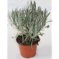 Lavanda (Maceta 10-5 cm Ø) - Planta viva - Planta aromatica